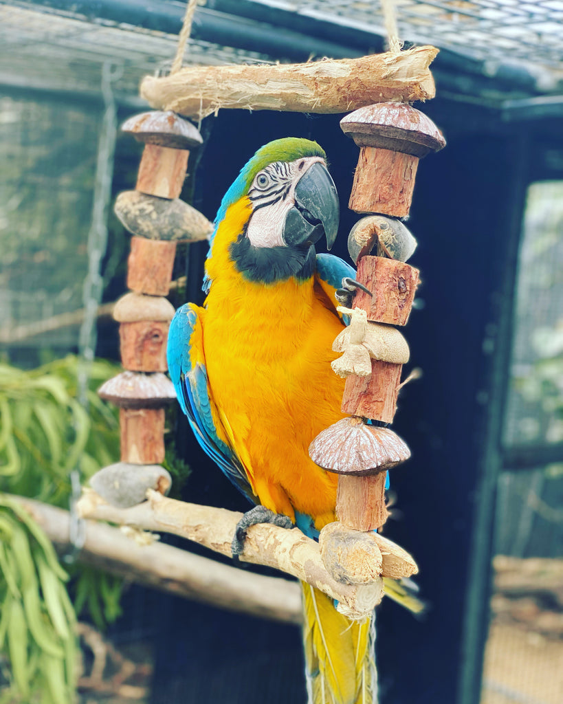 Large parrot swings outlet