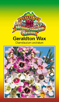 Geraldton Wax