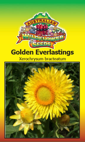 Golden Everlastings