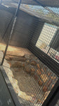 Aviary Building & Designs