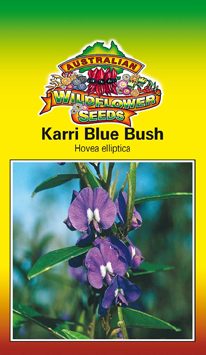Karri Blue Bush