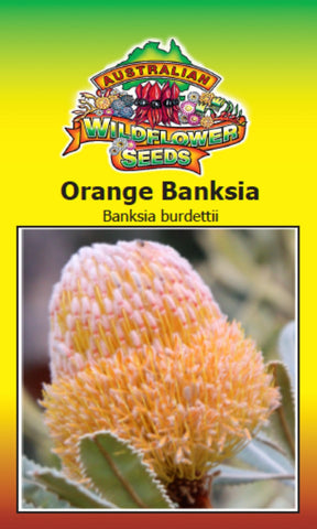 Orange Banksia