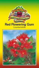 Red Flowering Gum