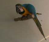 Wall Perches
