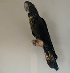 Wall Perches