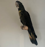 Wall Perches