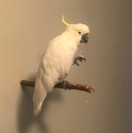 Wall Perches
