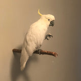 Wall Perches